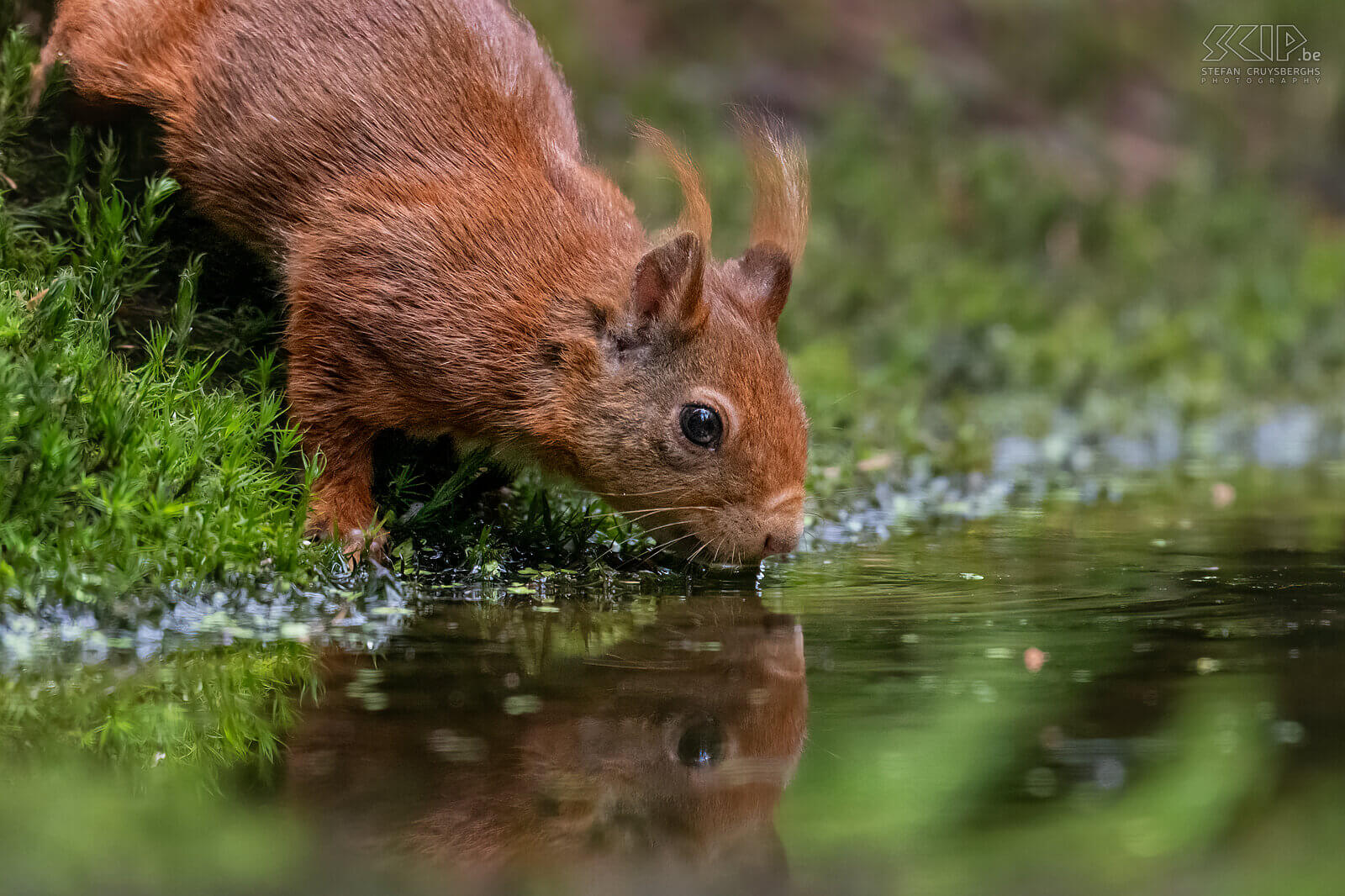Squirrels with ear tufts What a fun day to photograph these cute, energetic and very agile squirrels. Red squirrels (Sciurus vulgaris) are omnivores and have a varied diet consisting of nuts, seeds, berries, fungi, and sometimes insects and bird eggs. One of the adult squirrels still had beautiful ear tufts. Stefan Cruysberghs
